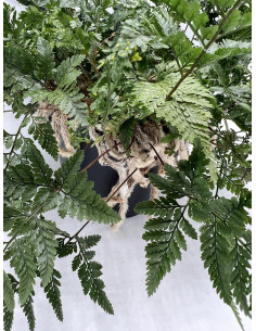 Vendita Pianta Davallia in Basket-Piante Verdi Online|Mondo Piante 2