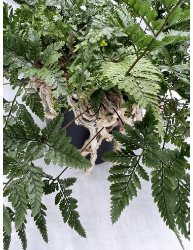 Vendita Pianta Davallia in Basket-Piante Verdi Online|Mondo Piante