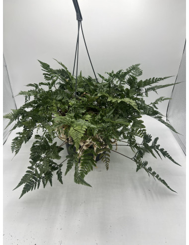 Vendita Pianta Davallia in Basket-Piante Verdi Online|Mondo Piante