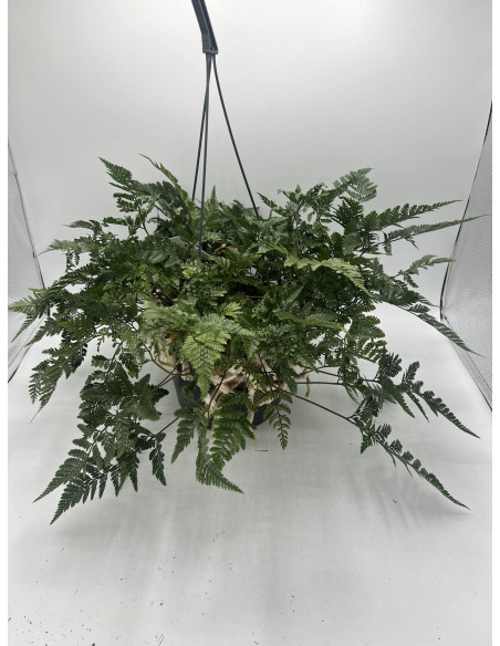 Vendita Pianta Davallia in Basket-Piante Verdi Online|Mondo Piante