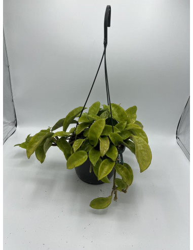 Vendita Pianta Hoya carnosa 15cm-Piante Grasse-Vivaio Mondo Piante