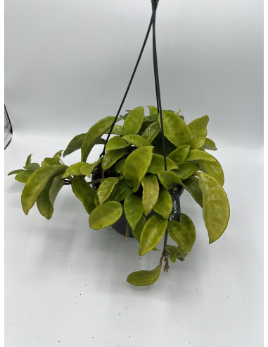 Vendita Pianta Hoya carnosa 15cm-Piante Grasse-Vivaio Mondo Piante
