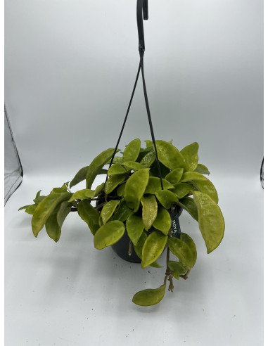 Vendita Pianta Hoya carnosa 15cm-Piante Grasse-Vivaio Mondo Piante