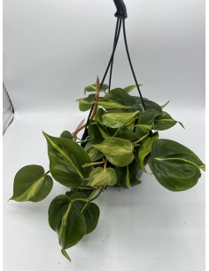 Pianta Philodendron...