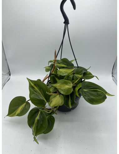 Vendita Philodendron Brasil in Basket-Piante Verdi Online|Mondo Piante