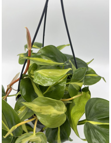 Vendita Philodendron Brasil in Basket-Piante Verdi Online|Mondo Piante
