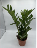 Pianta Zamioculcas zamiifolia Vaso 11cm