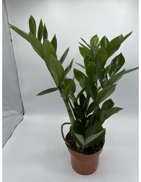 Pianta Da Interno ZAMIOCULCAS V.12 | Leroy Merlin - Foto 2