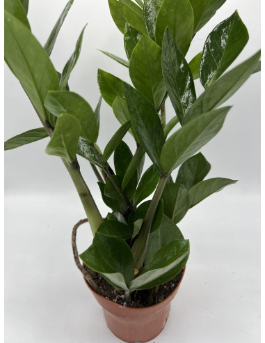 Pianta Zamioculcas zamiifolia Vaso 14cm-Piante Verdi|Mondo Piante