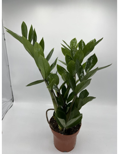 Pianta Zamioculcas zamiifolia Vaso 14cm-Piante Verdi|Mondo Piante