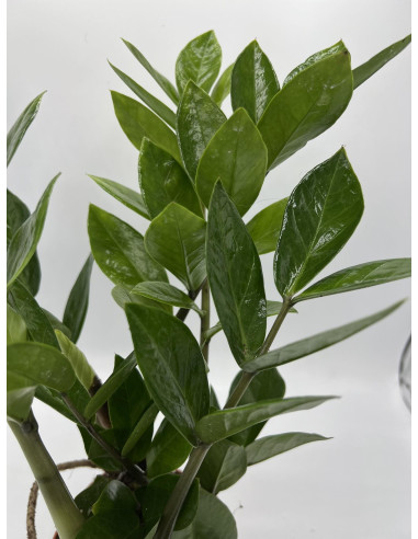 Pianta Zamioculcas zamiifolia Vaso 14cm-Piante Verdi|Mondo Piante
