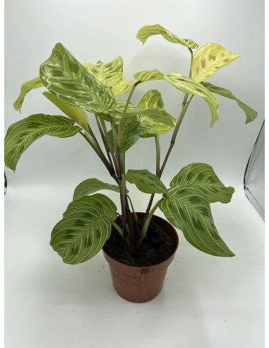 Vendita Pianta di Maranta leuconeura Fantasy-Piante Verdi|Mondo Piante