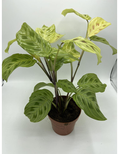 Vendita Pianta di Maranta leuconeura Fantasy-Piante Verdi|Mondo Piante