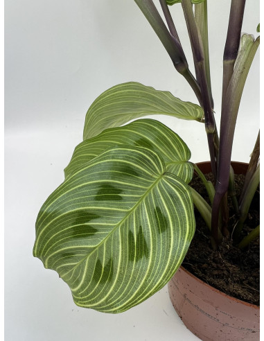 Vendita Pianta di Maranta leuconeura Fantasy-Piante Verdi|Mondo Piante
