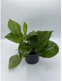 copy of Alocasia tree