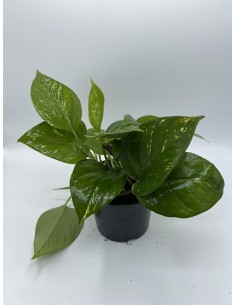 Pianta Epipremnum o...