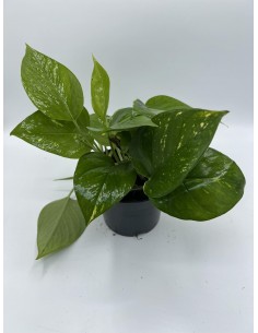 Pianta Epipremnum o... 2