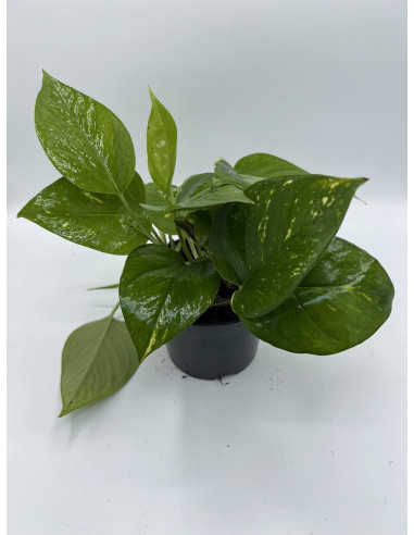 Vendita Pianta Epipremnum o Pothos Vaso 14-Piante Verdi|Mondo Piante
