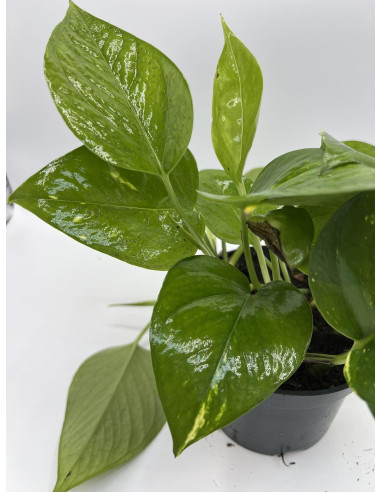 Vendita Pianta Epipremnum o Pothos Vaso 14-Piante Verdi|Mondo Piante