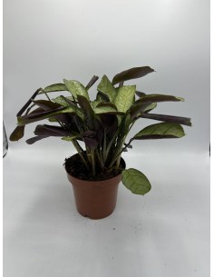 Pianta Ctenanthe...