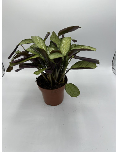 Vendita Pianta di Ctenanthe burle-marxii Vaso 12cm|Mondo Piante