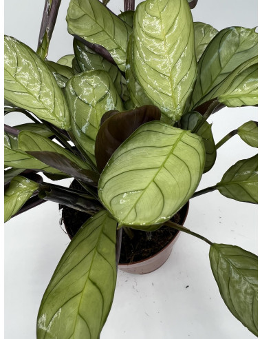 Vendita Pianta di Ctenanthe burle-marxii Vaso 12cm|Mondo Piante