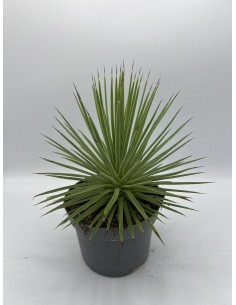 Pianta Grassa Agave stricta... 2