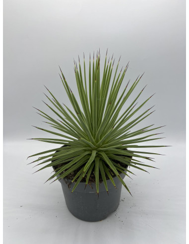 Vendita Pianta Agave stricta Nana-Piante Grasse Online| Mondo Piante