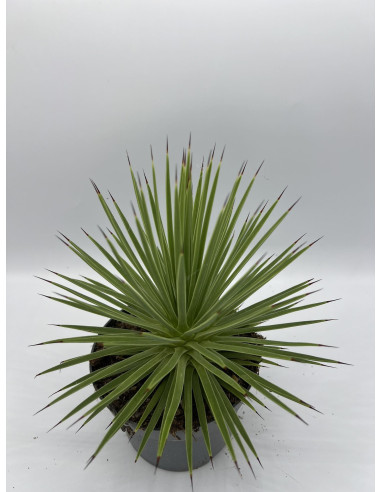 Vendita Pianta Agave stricta Nana-Piante Grasse Online| Mondo Piante