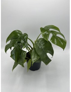 copy of Alocasia tree