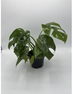 Pianta Monstera Minima-Vaso... 2
