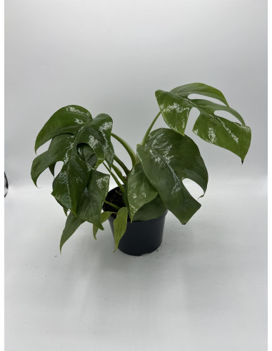 Vendita Pianta Monstera Minima Vaso 12-Piante Verdi|Mondo Piante