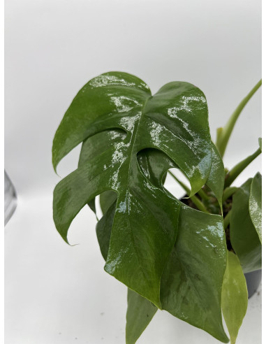 Sale of Alocasia Tree-Green Plants | World of Plants