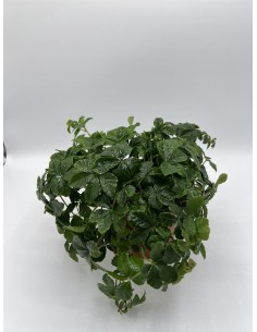 Parthenocissus Striata-Vite... 2
