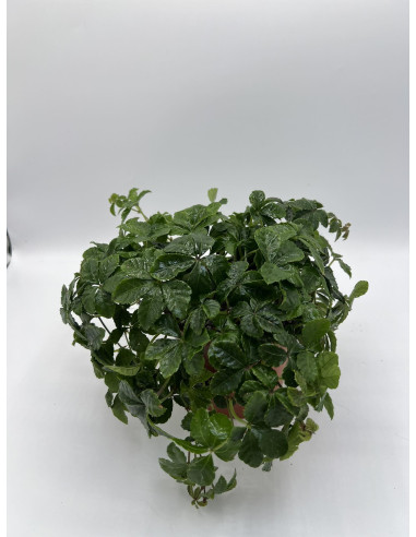 copy of Pianta Aeschynanthus marmoratus