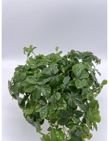 copy of Pianta Aeschynanthus marmoratus