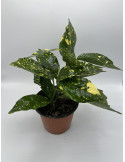 Aucuba, Pianta Vaso 14cm