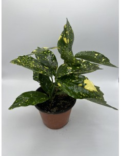 Aucuba, Pianta Vaso 14cm