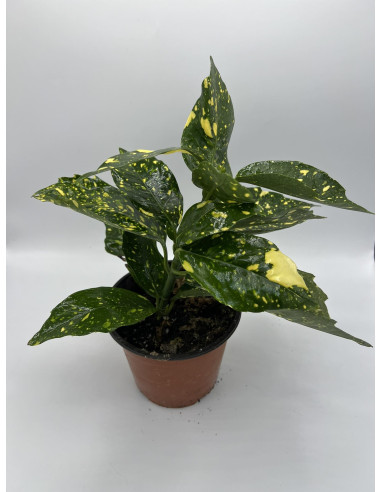 Aucuba Plant for Sale - Bush Plants Online | Mondo Piante