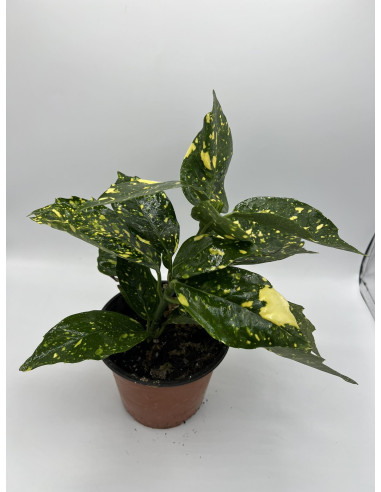 Aucuba Plant for Sale - Bush Plants Online | Mondo Piante