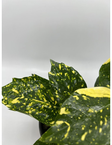 Aucuba Plant for Sale - Bush Plants Online | Mondo Piante