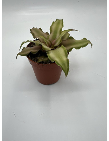 Vendita 14 Piante di Cryptanthus Vaso 5.5cm-Piante Verdi|Mondo Piante