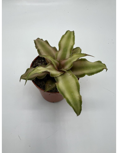 copy of Pianta Aeschynanthus marmoratus