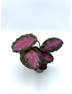 Pianta Calathea... 2