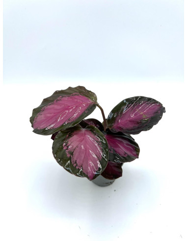 Vendita Pianta di Calathea Ros.Rosey-Piante Verdi|Mondo Piante