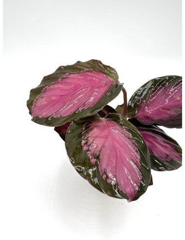 Vendita Pianta di Calathea Ros.Rosey-Piante Verdi|Mondo Piante
