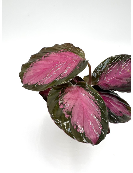 Vendita Pianta di Calathea Ros.Rosey-Piante Verdi|Mondo Piante