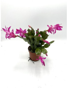 Pianta Schlumbergera (Cactus di Natale): Vendita | Mondo Piante 2