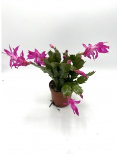 Pianta Schlumbergera,... 2
