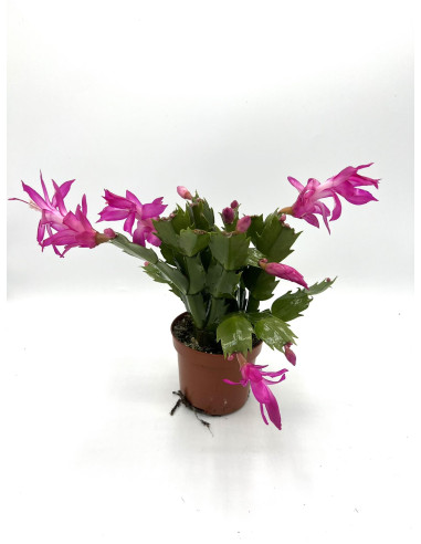 Vendita Pianta Schlumbergera-Piante Verdi|Mondo Piante